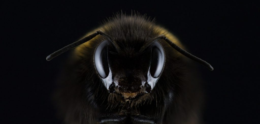 Close-up photo of a bee. Photo courtesy of Pixabay.com.